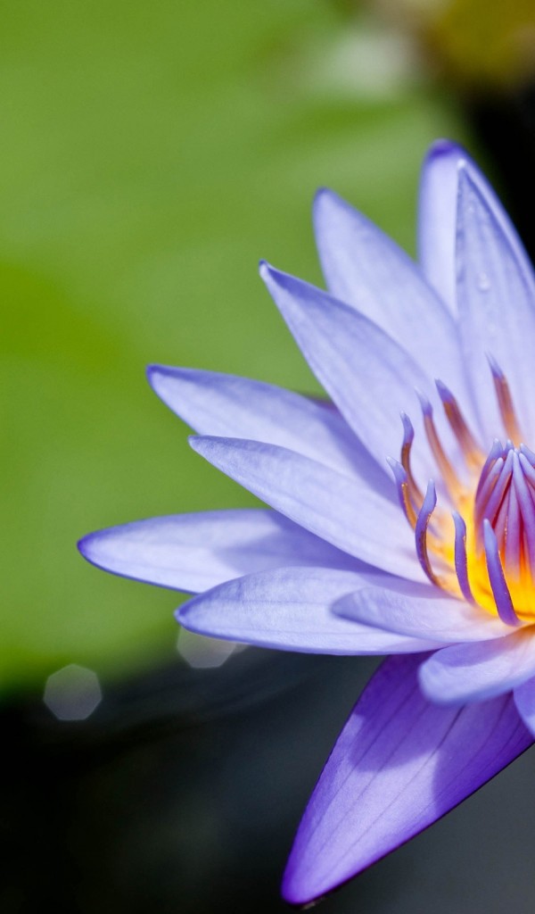 137 AECK.WAP.SH-hinh-nen-hoa-dep-137