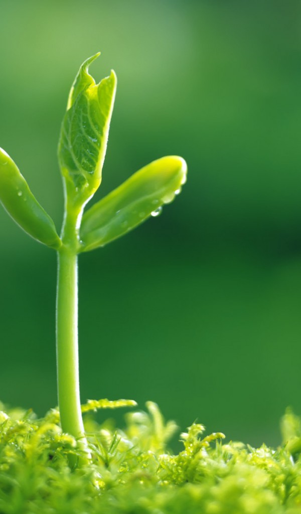 138 AECK.WAP.SH-hinh-nen-hoa-dep-138