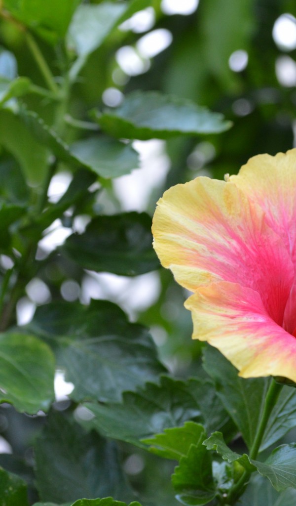 139 AECK.WAP.SH-hinh-nen-hoa-dep-139