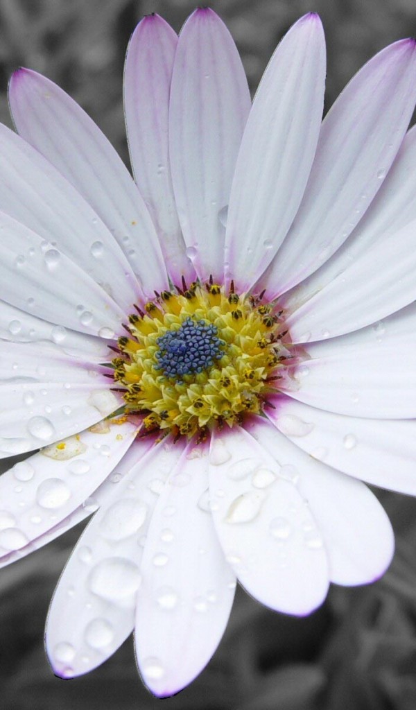 140 AECK.WAP.SH-hinh-nen-hoa-dep-140