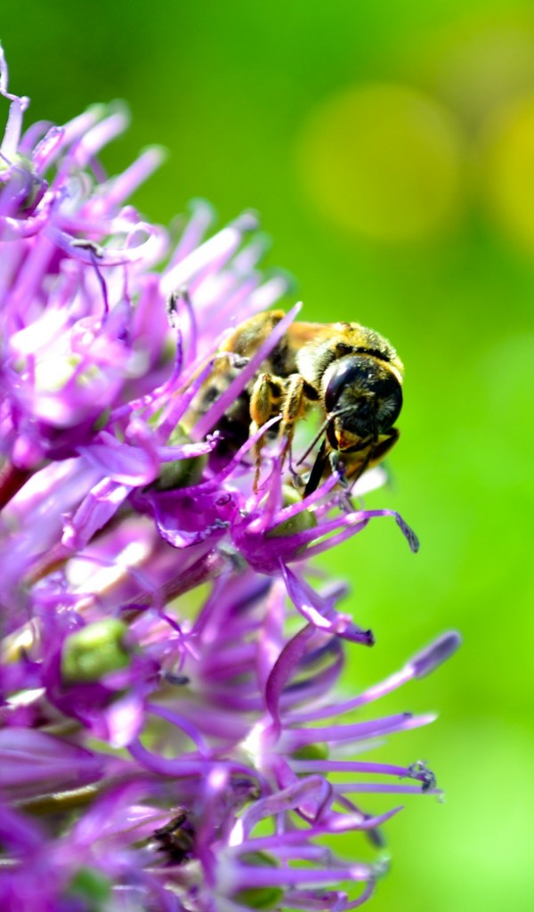 141 AECK.WAP.SH-hinh-nen-hoa-dep-141